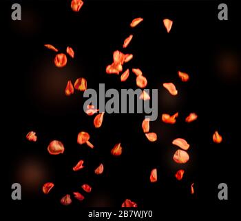 Floating orange red rose petals, isolated on black background. Stock Photo