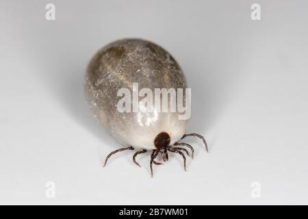 Macro of fully engorged European Castor Bean tick with swollen abdomen on white latex background Stock Photo