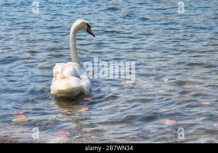 swan on the lake swan on blue lake water in sunny day Stock Photo