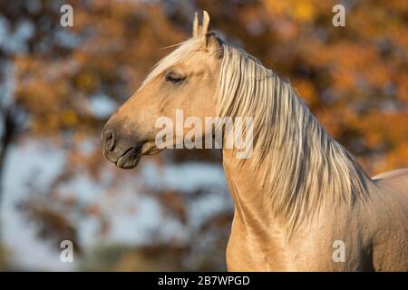 Portrait Iberian young stallion in Isabell color in autumn; Traventhal, Germany Stock Photo