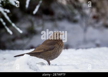 Female Blackbird Turdus merula on ground in snow Stock Photo