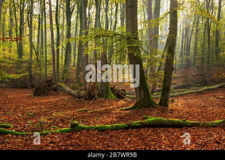 Untouched beech forest in autumn, sun shines through fog, Mueritz National Park, Serrahn sub-area, UNESCO World Natural Heritage Site virgin beech Stock Photo