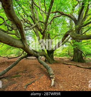 Giant intergrown beech (Fagus sylvatica) and oak (Quercus robur) in a former hut forest in spring, fresh green, Reinhardswald, Urwald Sababurg Stock Photo