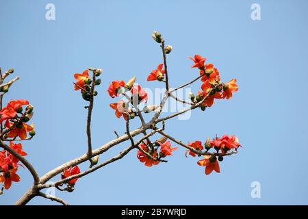 flower of bombax ceiba tree or flower Cotton on Tree Stock Photo