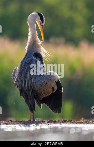 Grey heron (Ardea cinerea) sunbathing and feather care, Kiskunsag National Park Hungary Stock Photo