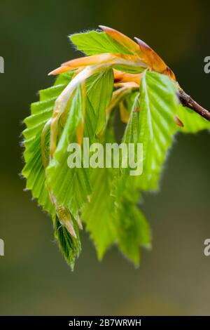 Beech Fagus sylvatica common or European beech leaves just emerging in spring Stock Photo