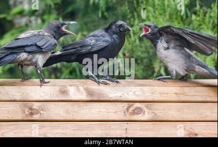 Carrion Crow Corvus corone and Hooded Crow Corvus cornix, hybrids adult interacting with this year’s fledglings on a garden bench Stock Photo
