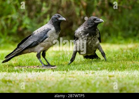 Carrion Crow Corvus corone and Hooded Crow Corvus cornix, hybrid fledglings on a grass lawn Stock Photo