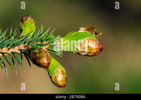 Close up of the leaves of Sitka Spruce Picea sitchensis just starting to form in the spring in the Highlands of Scotland Stock Photo