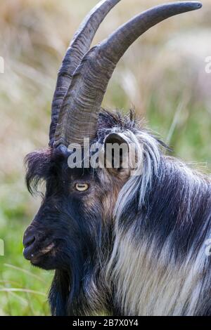 Adult male Feral goat Capra aegagrus in rough pasture in the Highlands of Scotland Stock Photo