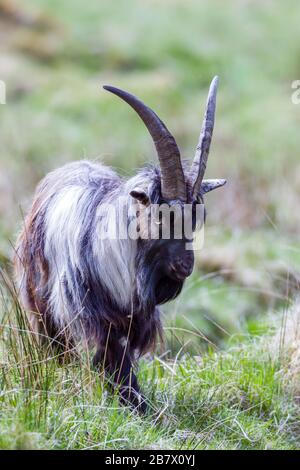 Adult male Feral goat Capra aegagrus in rough pasture in the Highlands of Scotland Stock Photo