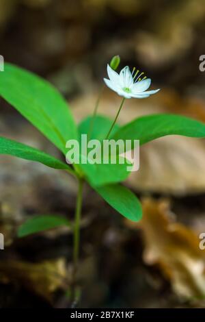 Single white flower of the Chickweed-wintergreen also known as Arctic Starflower Trientalis europaea growing in a wood in the Highlands of Scotland Stock Photo