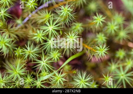 Common Haircap Moss - Polytrichum commune in the Highlands of Scotland Stock Photo