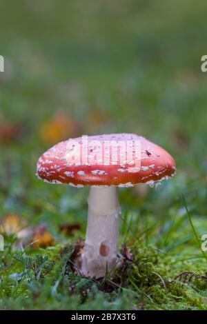 Fly agaric Amanita muscaria growing on grass Stock Photo