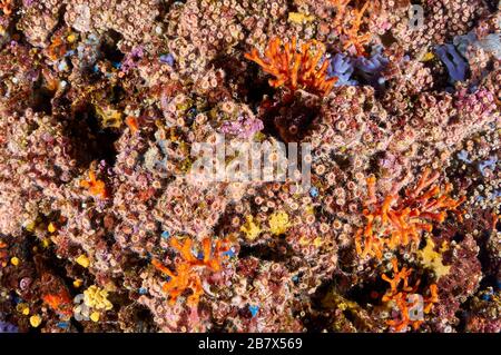 Stony coral Polycyathus muellerae colony and encrusting marine life in an overhang in Ses Salines Natural Park (Formentera, Balearic Islands, Spain) Stock Photo