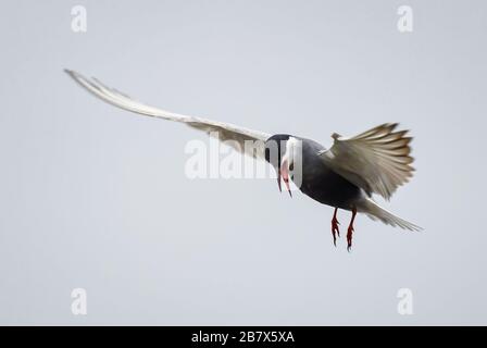 Whiskered Tern - Chlidonias hybridus, beautiful rare water bird from European lakes and fresh waters, Hortobagy, Hungary. Stock Photo