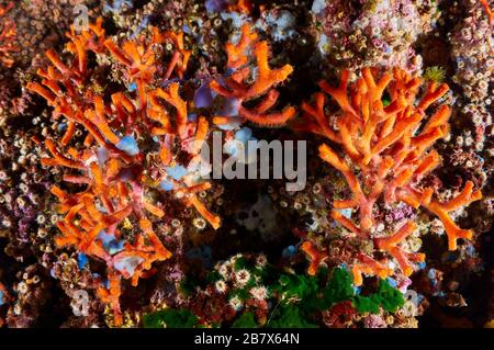 False coral (Myriapora truncata) bryozoa and encrusting marine life in an overhang in Ses Salines Natural Park (Formentera, Balearic Islands, Spain) Stock Photo