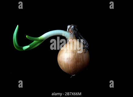 Three bulbs are isolated on a black background. Spring vitamins Stock Photo
