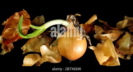 Three bulbs are isolated on a black background. Spring vitamins Stock Photo