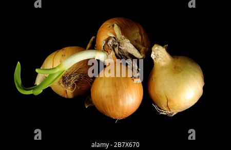 Three bulbs are isolated on a black background. Spring vitamins Stock Photo