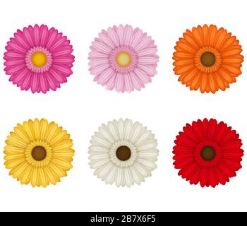 set of colorful gerberas flowers on white background Stock Photo