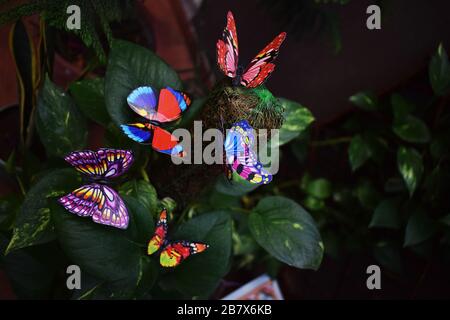 Assorted colourful Butterflies for Garden decoration on coir stick pole moss plant support on pathos plant colourful Stock Photo