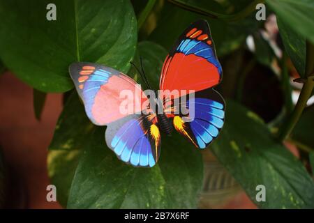 Beautiful toy fake multicolored butterfly stuck on house plant in soil beautifies pot Stock Photo