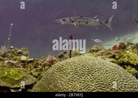 Brain coral with Great Barracuda and other fish in sea, Mary's Place Dive Site, Roatan, Honduras Stock Photo