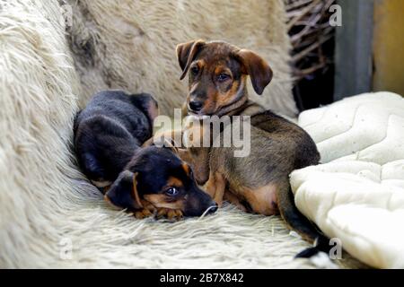 Two small stray dogs resting in the garbage dump, one black and one brown.