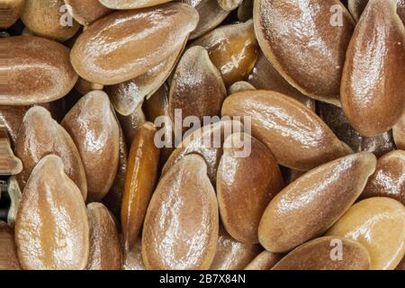 brown flax seeds under the magnifying glass Stock Photo