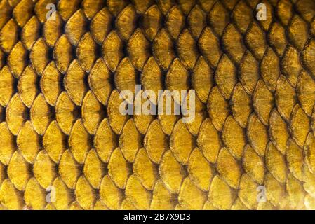 Big wild carp fish pattern textured skin scales macro view. Photo golden scaly textured pattern. Selective focus, shallow depth field. Stock Photo