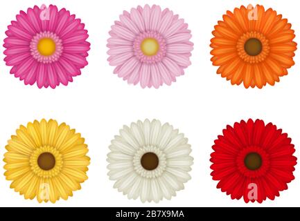 set of colorful gerberas flowers on white background Stock Vector