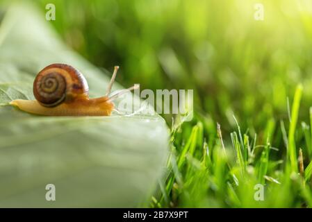 Beautiful lovely snail in grass with morning dew, macro, soft focus. Grass and clover leaves in droplets of water in spring summer nature. Amazingly c Stock Photo