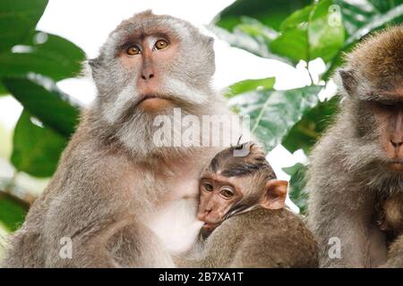 Monkey family at sacred monkey forest Ubud Bali Indonesia Stock Photo