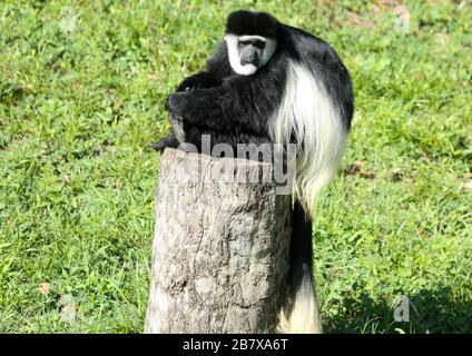 A Colobus Monkey Rests on a Tree Stump at the Jacksonville Zoo in Florida Stock Photo