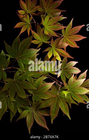Detail of Red Maple Leaves on Black Background Stock Photo