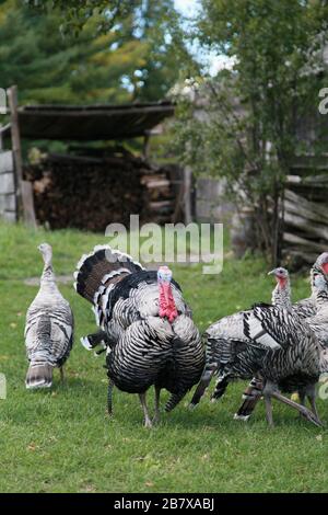 Live Turkeys on the Farm in Upstate New York Stock Photo