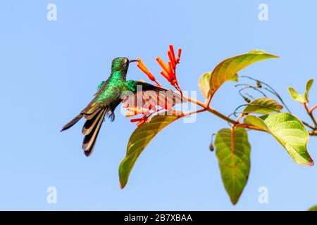 A wild adult Cuban emerald hummingbird, Chlorostilbon ricordii, flying towards orange flowers for nectar, showing its stunning plumage, Zapata Nationa Stock Photo