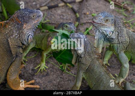 Iguanas feeding on plant leaves, Iguana Farm, French Harbour, Roatan, Honduras Stock Photo