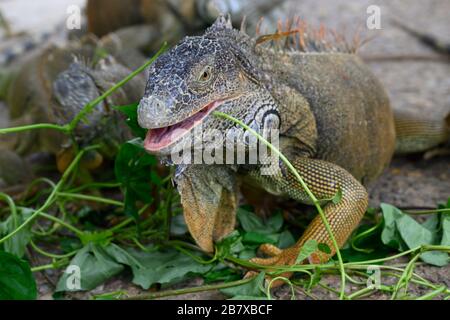 Iguana feeding on plant leaves, Iguana Farm, French Harbour, Roatan, Honduras Stock Photo