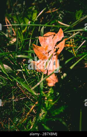 Single dry leaf on autumn on the green grass bed Stock Photo