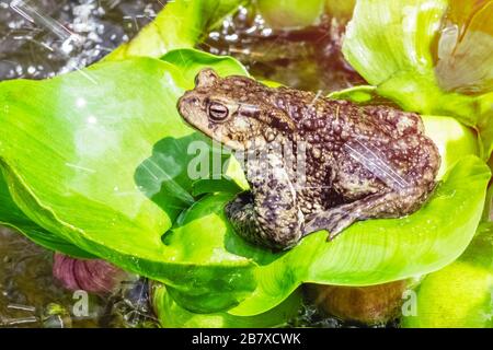 frog sits on the leaves of a lily under raindrops on a sunny day. Copy space Stock Photo