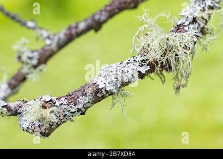 Lichen Parmelia on a tree branch. grows on birch. Copy space Stock Photo