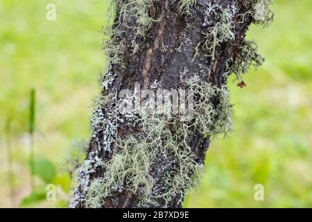 Lichen Parmelia on the bark of a tree. grows on birch. Close up Stock Photo