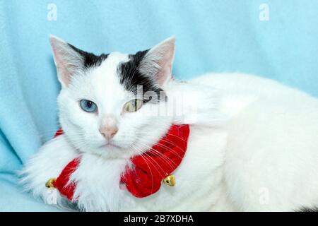 Young odd-eyed black and white cat (Felis catus) looking very unhappy at having to wear a Christmas collar Stock Photo