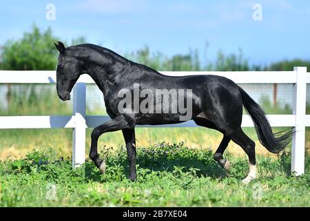 Black Akhal Teke trotting along paddock fence. Side view, in motion, Stock Photo