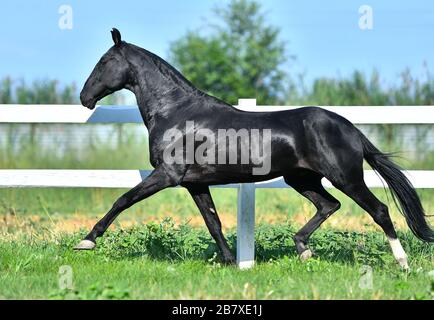 Black Akhal Teke trotting along paddock fence. Side view, in motion, Stock Photo