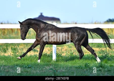 Dark bay Akhal Teke stallion running in fast gallop along white fence in summer paddock.In motion, side view. Stock Photo