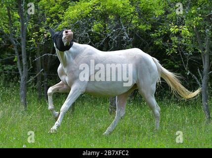 Funny cremello Akhal Teke horse runs in the fly mask in the field. Animal insect protection. Stock Photo