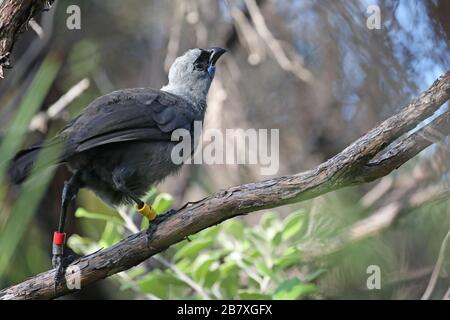 Kokako, endemic bird of New Zealand